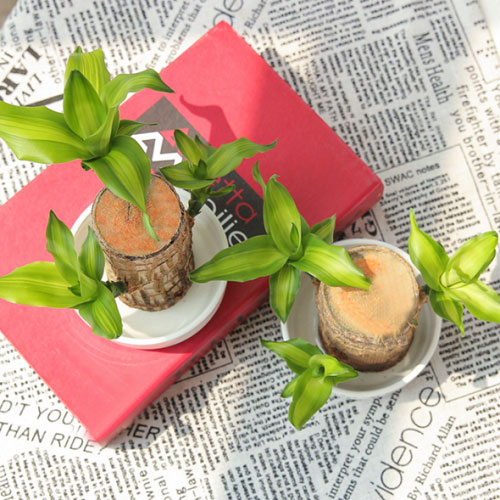 Brazilwood Hydroponic Plants Lucky Wood Potted🔥Free Nutrient Solution Today🔥