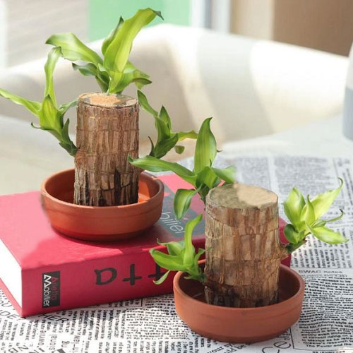 Brazilwood Hydroponic Plants Lucky Wood Potted🔥Free Nutrient Solution Today🔥