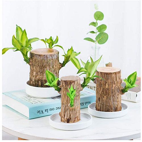 Brazilwood Hydroponic Plants Lucky Wood Potted🔥Free Nutrient Solution Today🔥