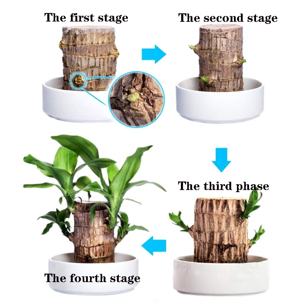 🔥Free Nutrient Solution Today🔥Brazilwood Hydroponic Plants Groot Lucky Wood Potted