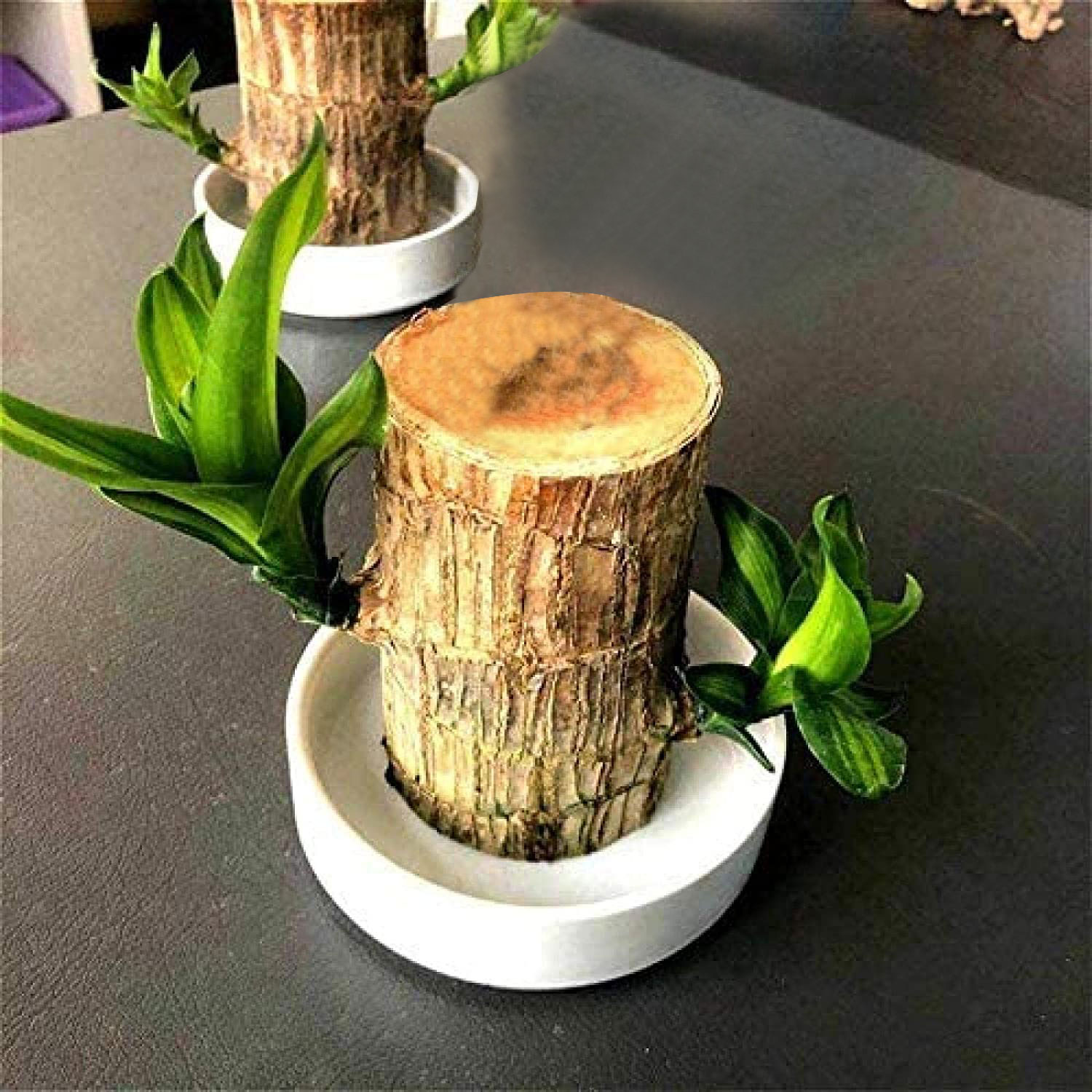 Brazilwood Hydroponic Plants Lucky Wood Potted🔥Free Nutrient Solution Today🔥