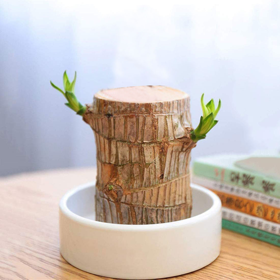 Brazilwood Hydroponic Plants Lucky Wood Potted🔥Free Nutrient Solution Today🔥