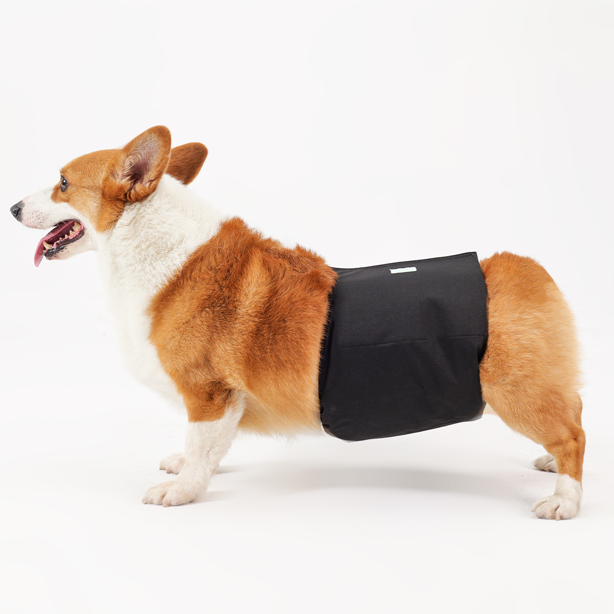 Dog belly bands