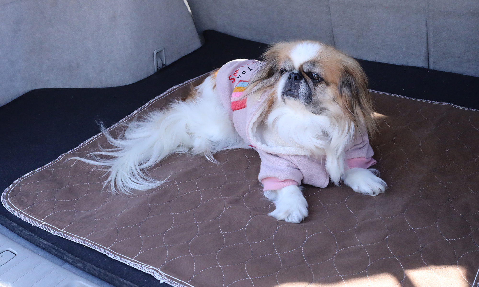 how to train a puppy to use a puppy pad