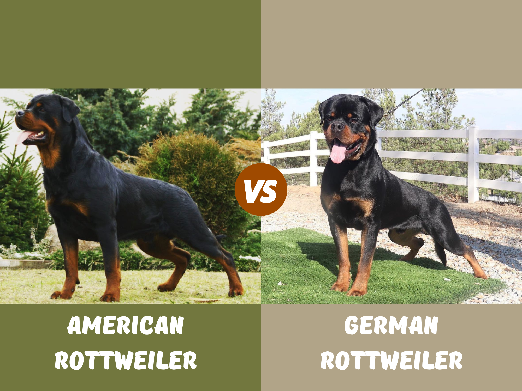 American Rottweiler vs German Rottweiler