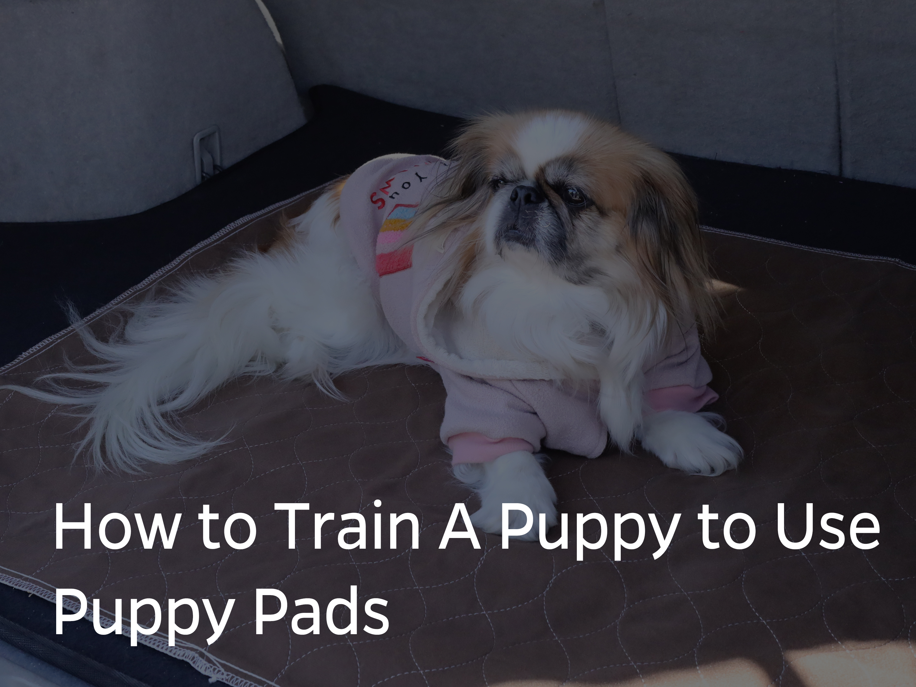 How to train puppies to use a puppy clearance pad