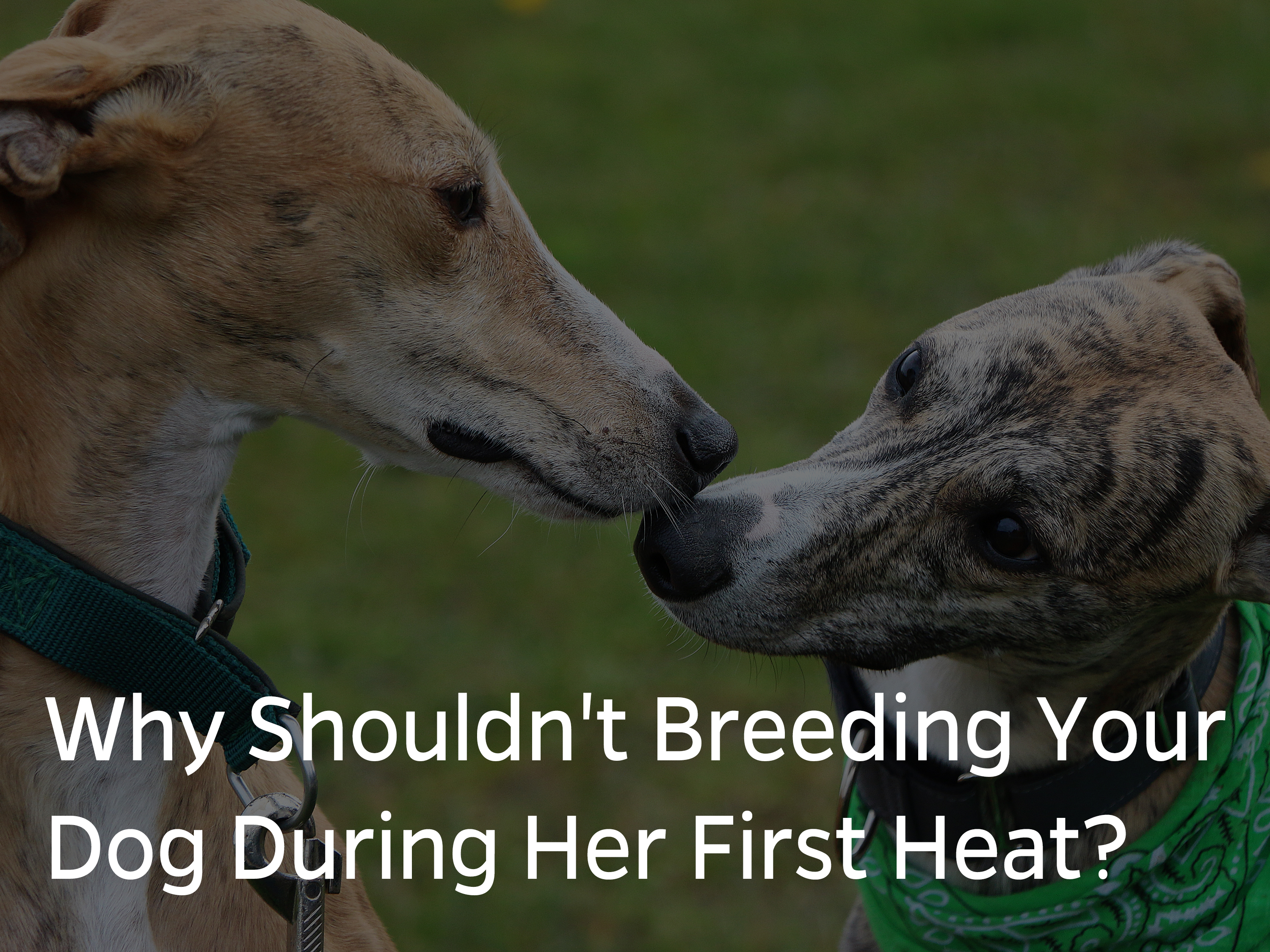 Should you breed your dog clearance first heat