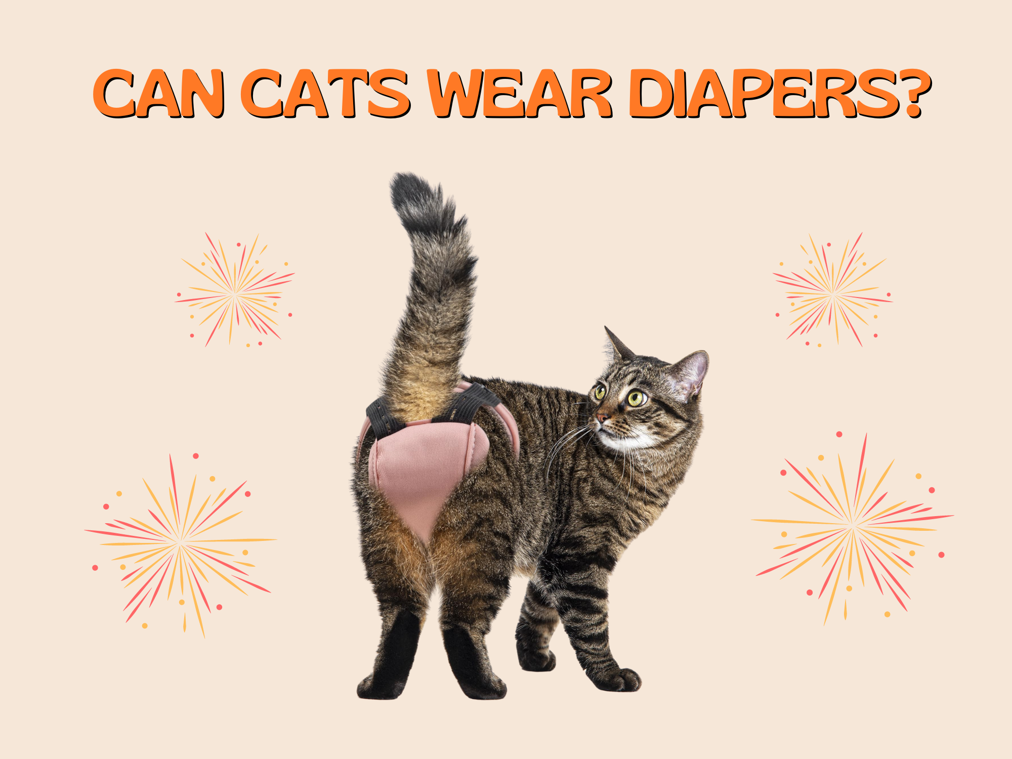 Can Cats Wear Diapers