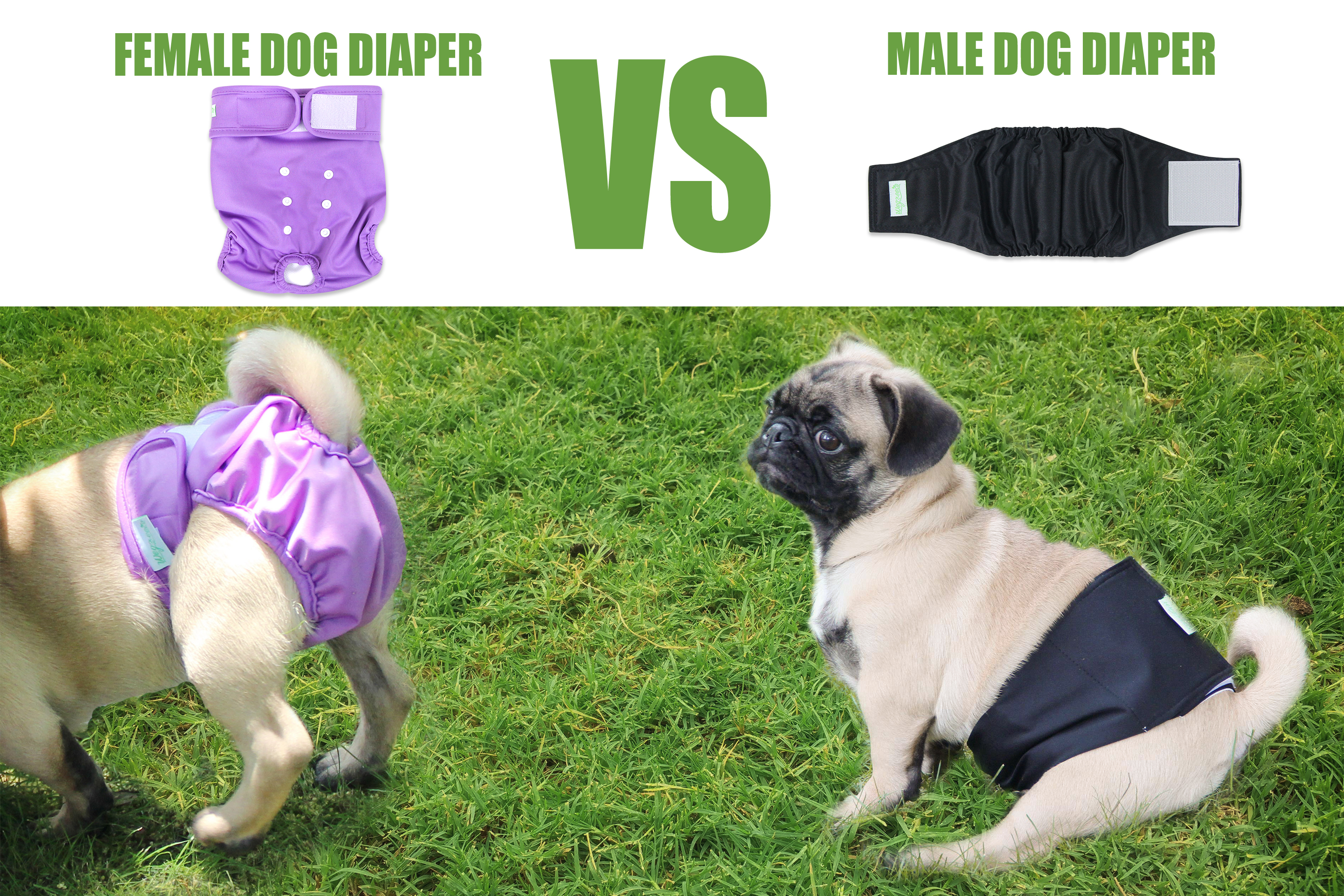 female dog diaper vs male dog diaper