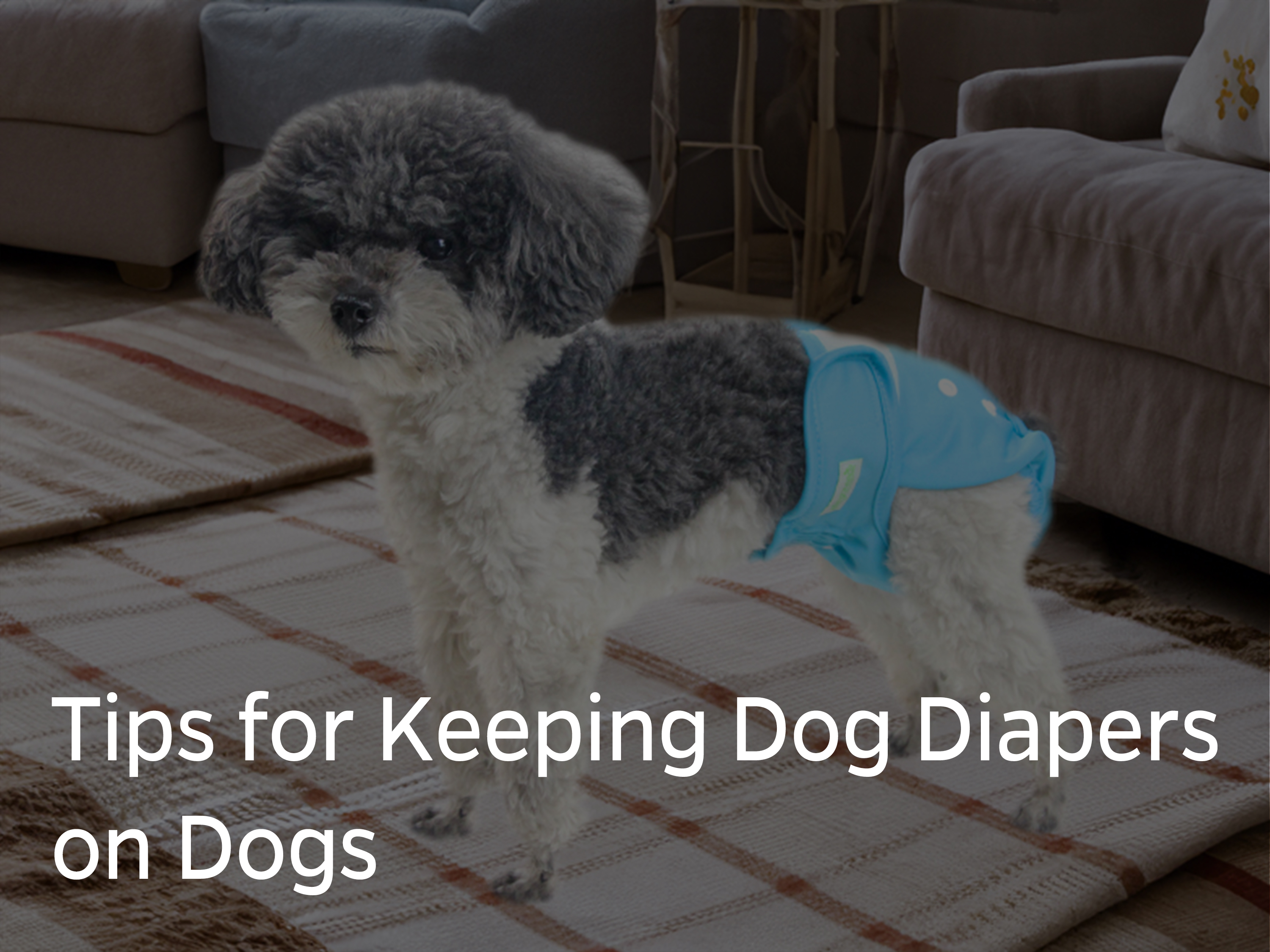 Tips for Keeping Dog Diapers on Dogs Ensuring Comfort and Reliability