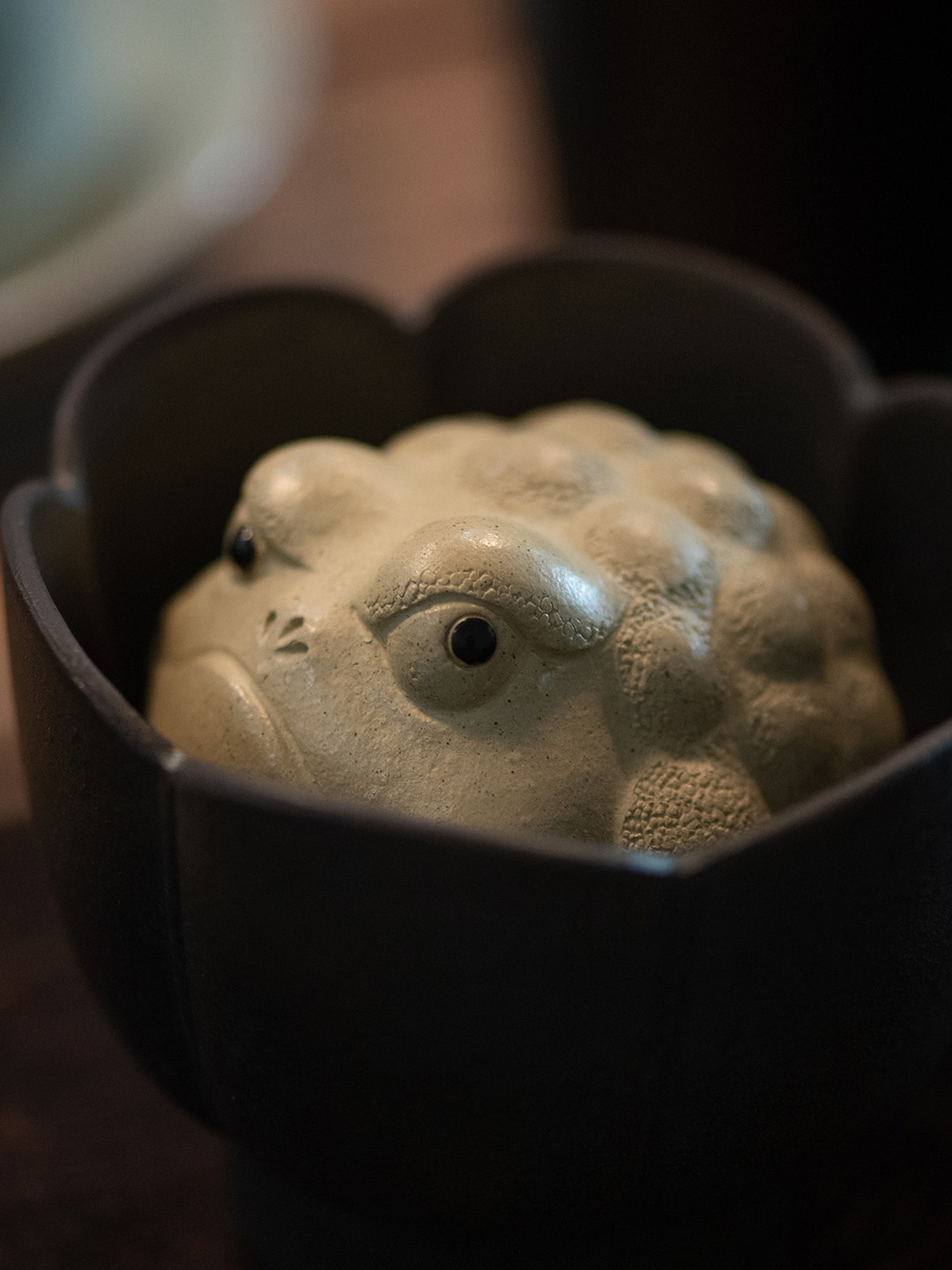 Pitbull Toad