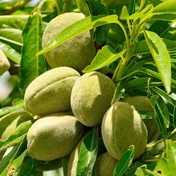 Almond