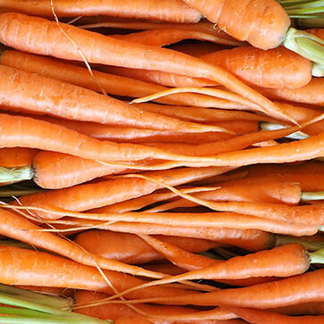 Carrot