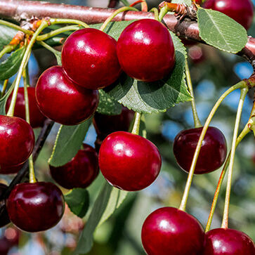 Cherry