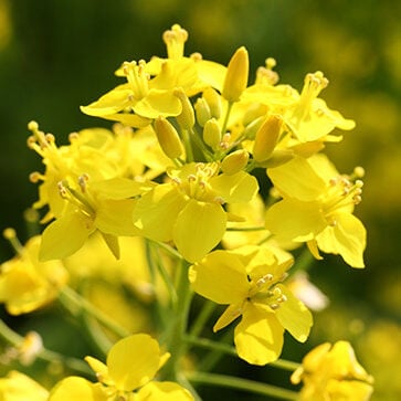 Rapeseed