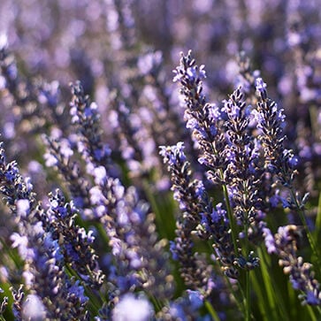 Lavender