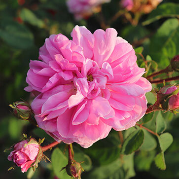 Rose