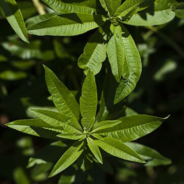 Verbena