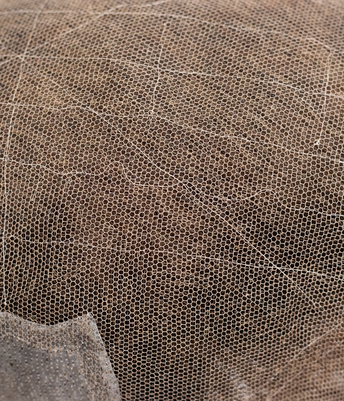 PRACTICE MEN HAIR SYSTEMS-Bella- 8"x10" Lace Hair System For Men