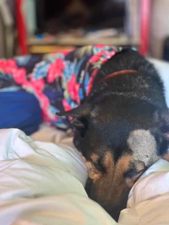 A dog lying down on a bed, wearing floral pajamas, with its head resting on a pillow.