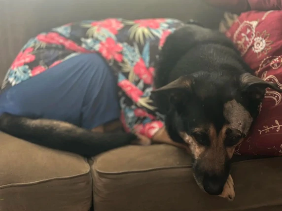 Large black and tan dog lying on a couch, wearing colorful floral and blue pajamas.