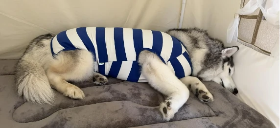 Husky sleeping on a bed while wearing blue and white striped dog pajamas.
