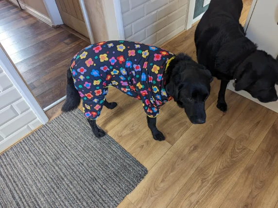 Black Labrador standing on a wooden floor wearing colorful floral print dog pajamas.