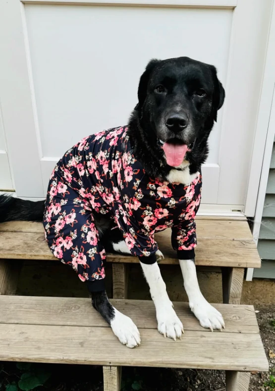 A large black dog sitting on wooden stairs outside, wearing black pajamas with a pink floral pattern.