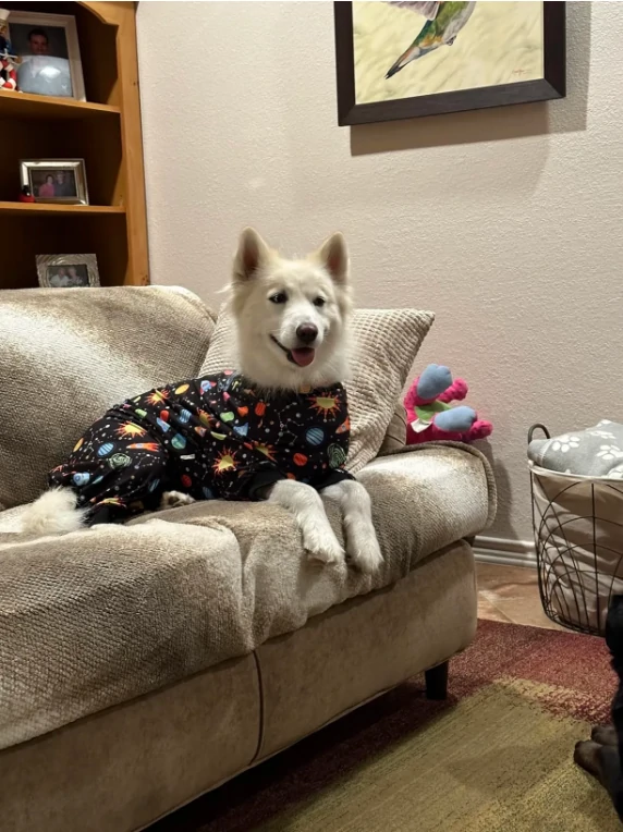 A white fluffy dog sitting on a beige couch, wearing black pajamas with colorful space-themed designs.