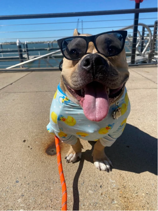 A pit bull standing outdoors, wearing light blue pajamas with a rubber duck pattern and sunglasses, looking playful.