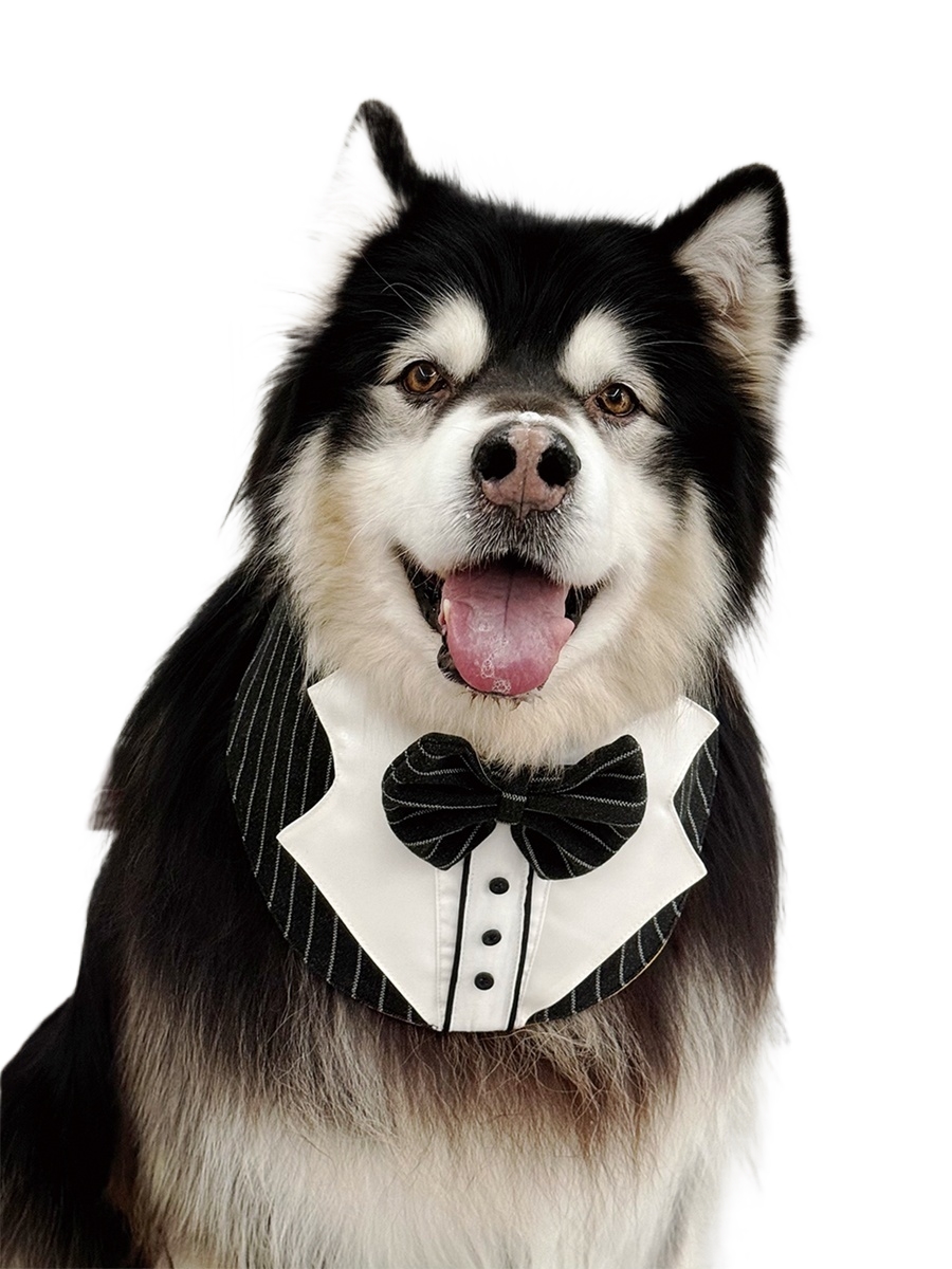 Original Dog gentleman suit collar scarf dog saliva towel wedding birthday formal occasion wear golden retriever