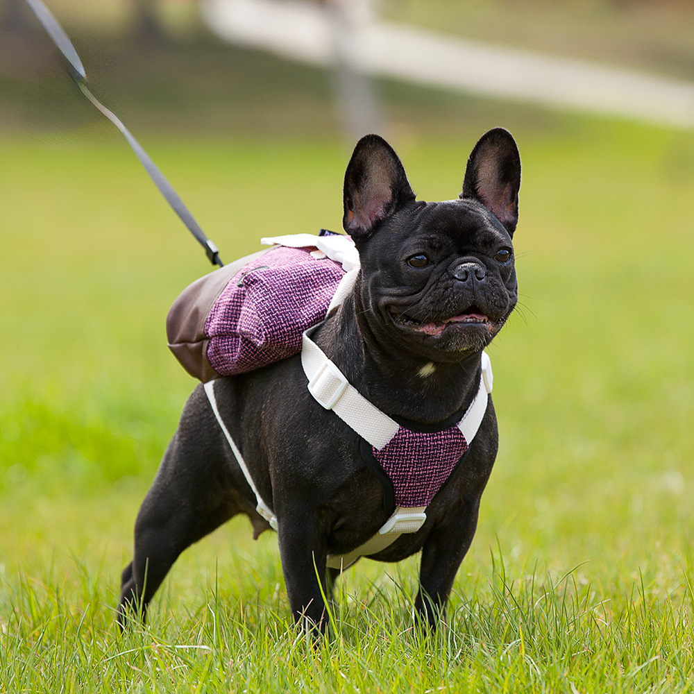 Puppy Dog backpack supplies Dog backpack portable chest strap water repellent Travel Dog backpack pet supplies