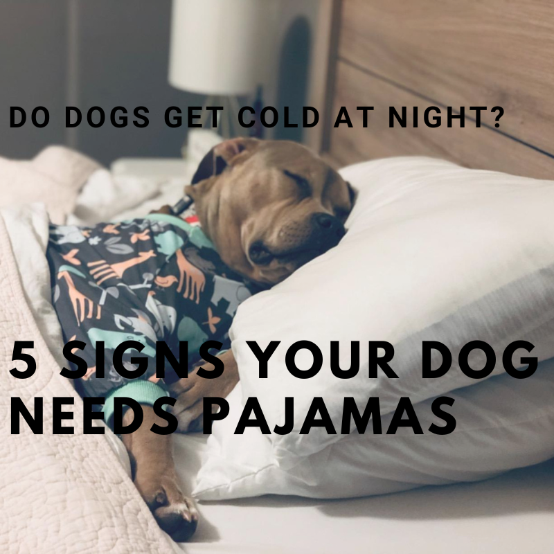 Large dog sleeping comfortably in bed, wearing pajamas with "Do dogs get cold at night?" and "5 signs your dog needs pajamas" text overlay.