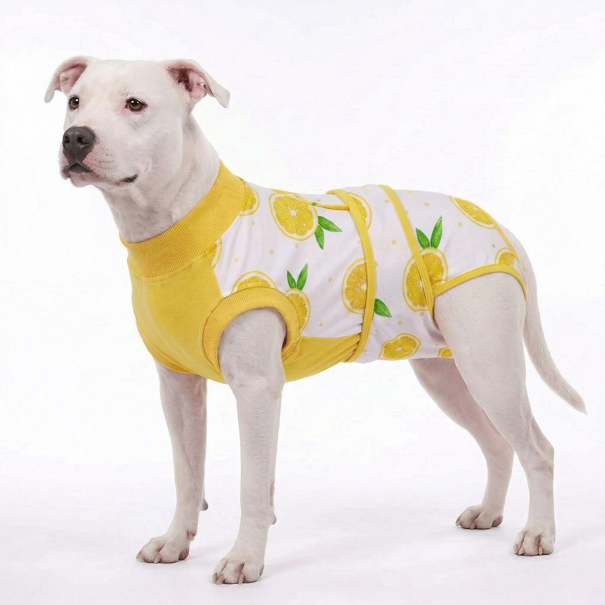 Recovery suits for male and female dogs- Fresh Fruits Print