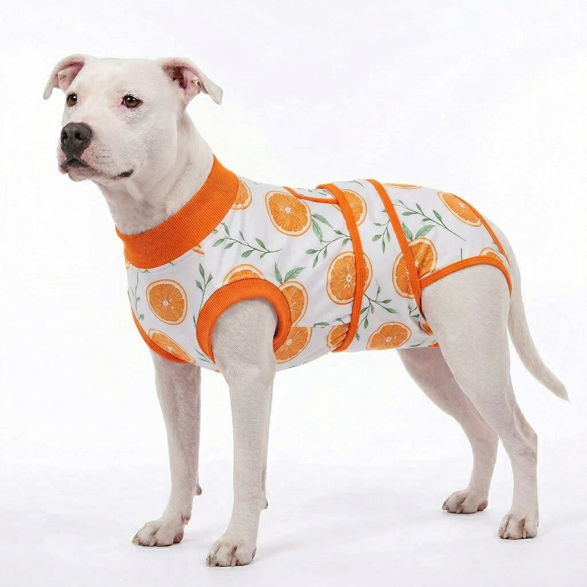 Recovery suits for male and female dogs- Fresh Fruits Print