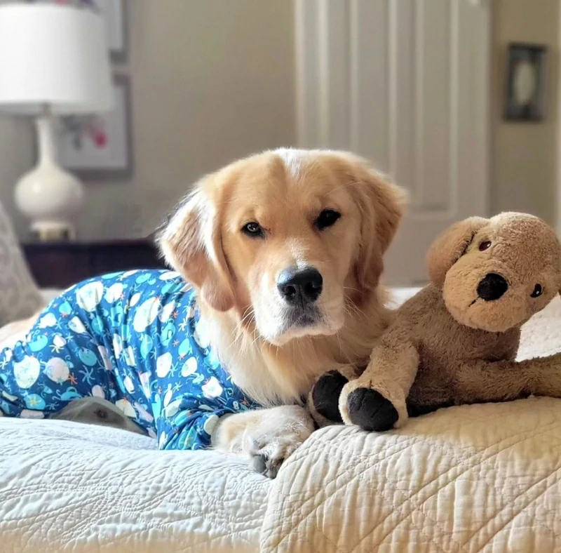 Golden Retriever wearing Lovinpet blue pajamas lying on a bed next to a stuffed dog toy.