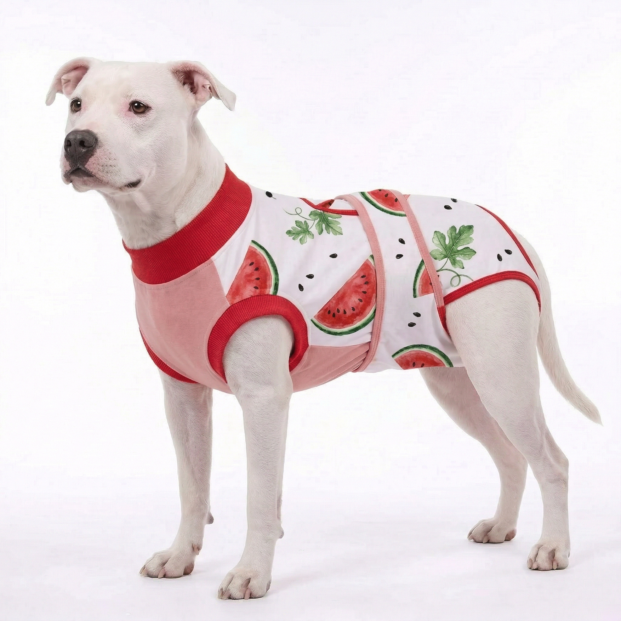 Recovery suits for male and female dogs- Fresh Fruits Print