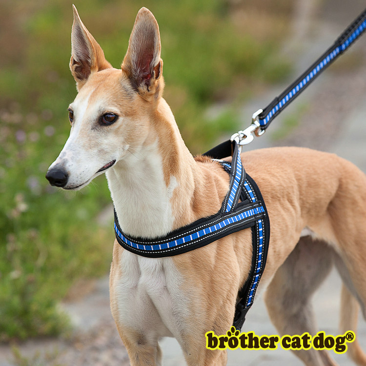 Pet's chest-back haulage rope package dog leash dog leash chest strap