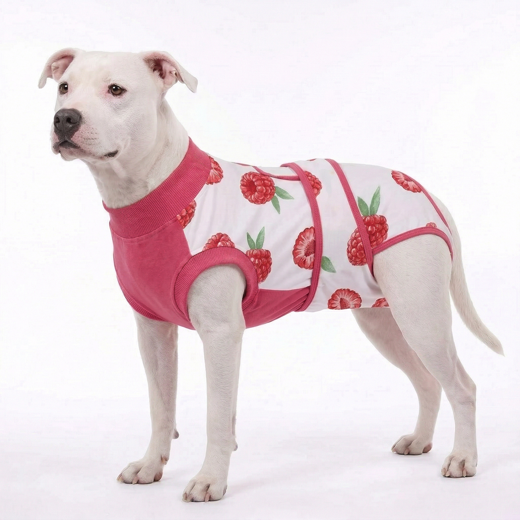 Recovery suits for male and female dogs- Fresh Fruits Print