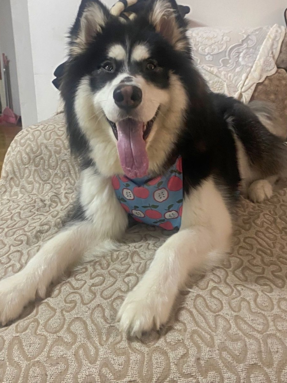 Dog Belly Suit -  Anti-dirty rainproof and waterproof warm