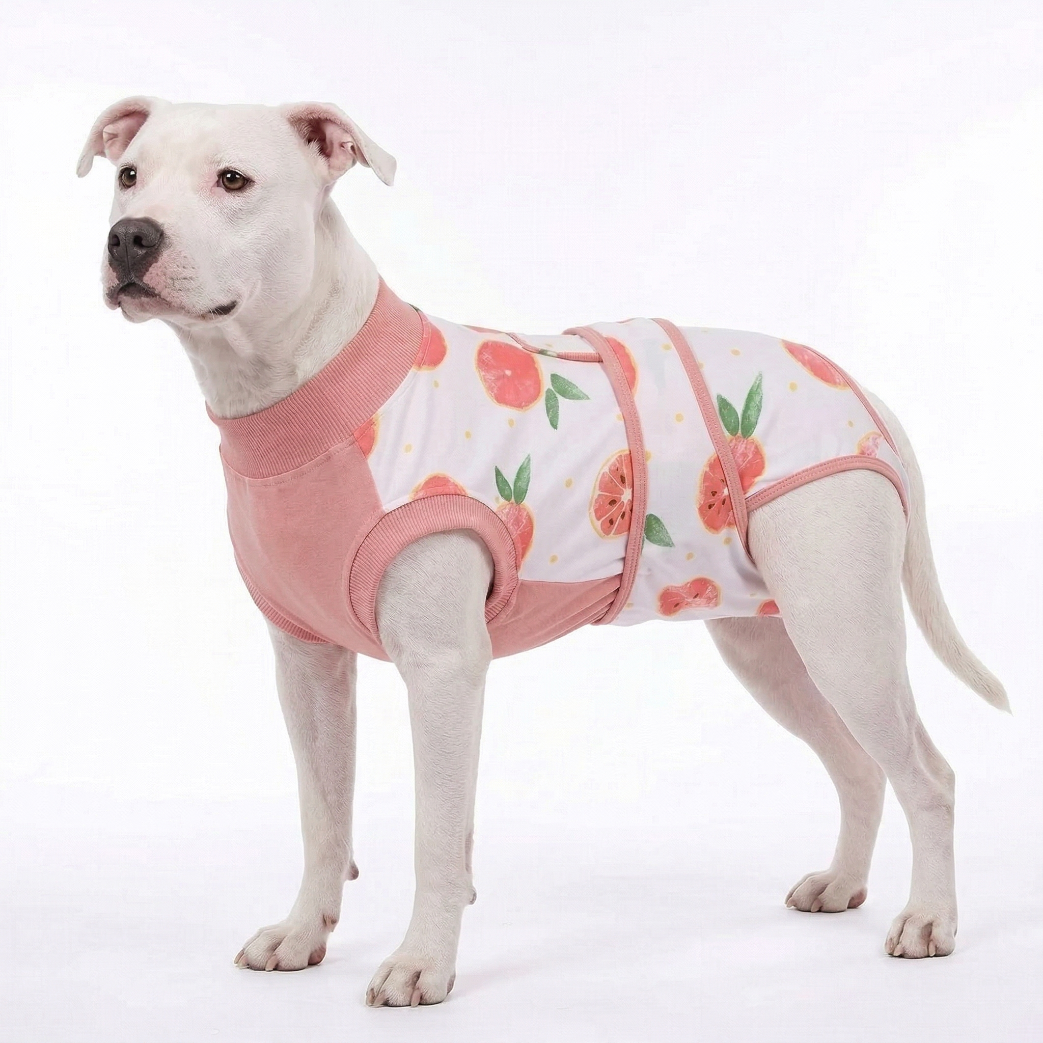 Recovery suits for male and female dogs- Fresh Fruits Print