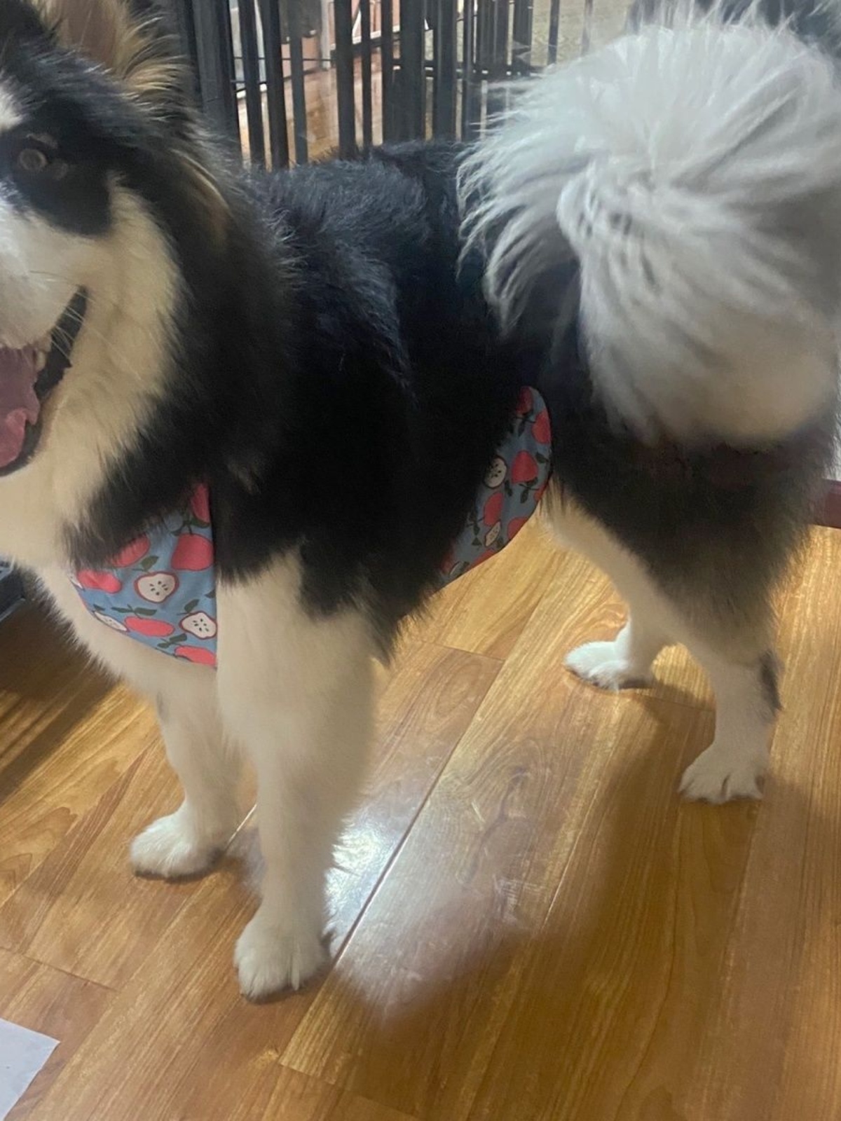 Dog Belly Suit -  Anti-dirty rainproof and waterproof warm