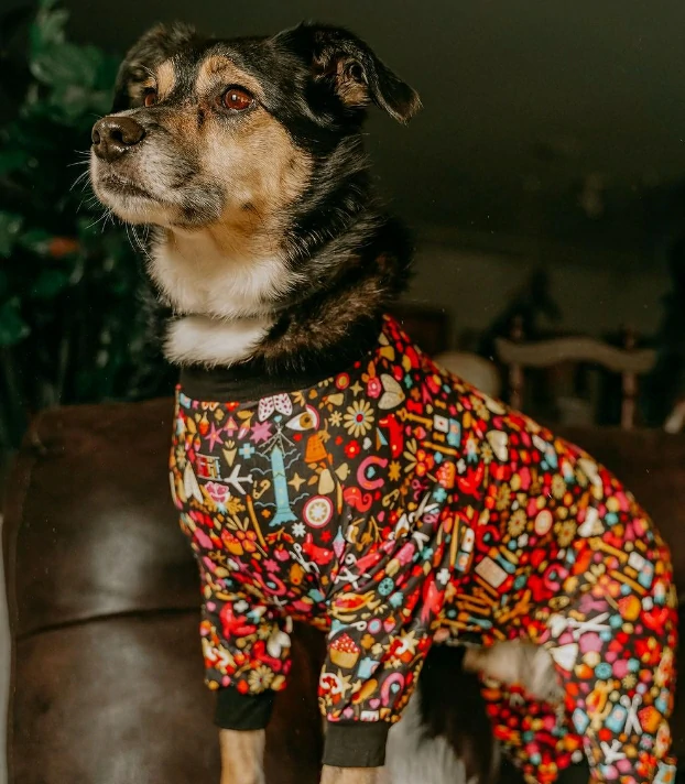 Dog wearing colorful Lovinpet pajamas standing on a couch looking confidently into the distance.
