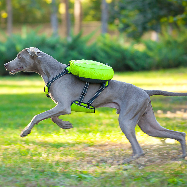 Pet dog outing schoolbag snack portable dog backpack medium large dog hand holding rope chest strap