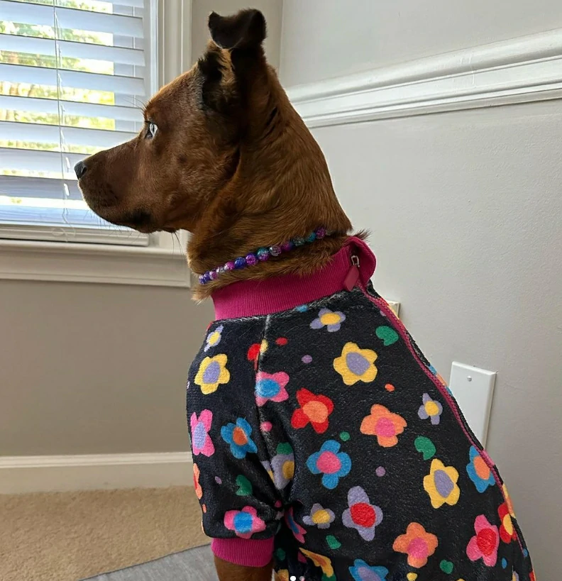 Brown dog wearing Lovinpet pajamas with floral patterns, sitting and looking out of a window.