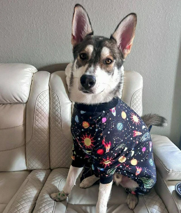 Husky dog wearing Lovinpet pajamas with space-themed prints, sitting on a white leather couch.