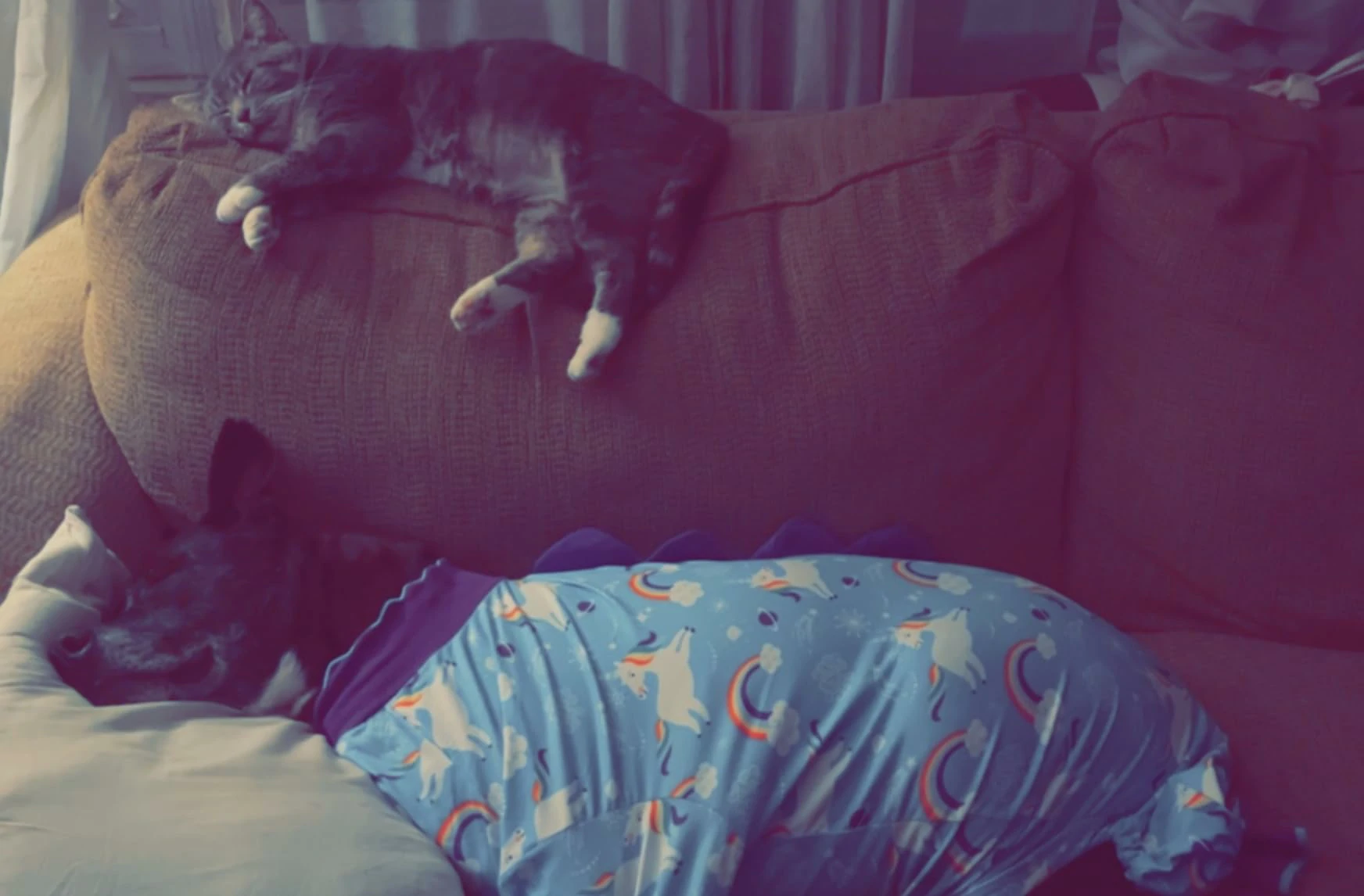 Dog in blue unicorn-themed pajamas sleeping on a couch next to a cat lounging on the backrest, both looking comfortable and relaxed.