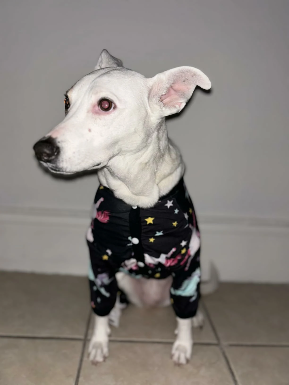 White dog in space-themed pajamas with unicorns and stars, sitting against a plain wall.