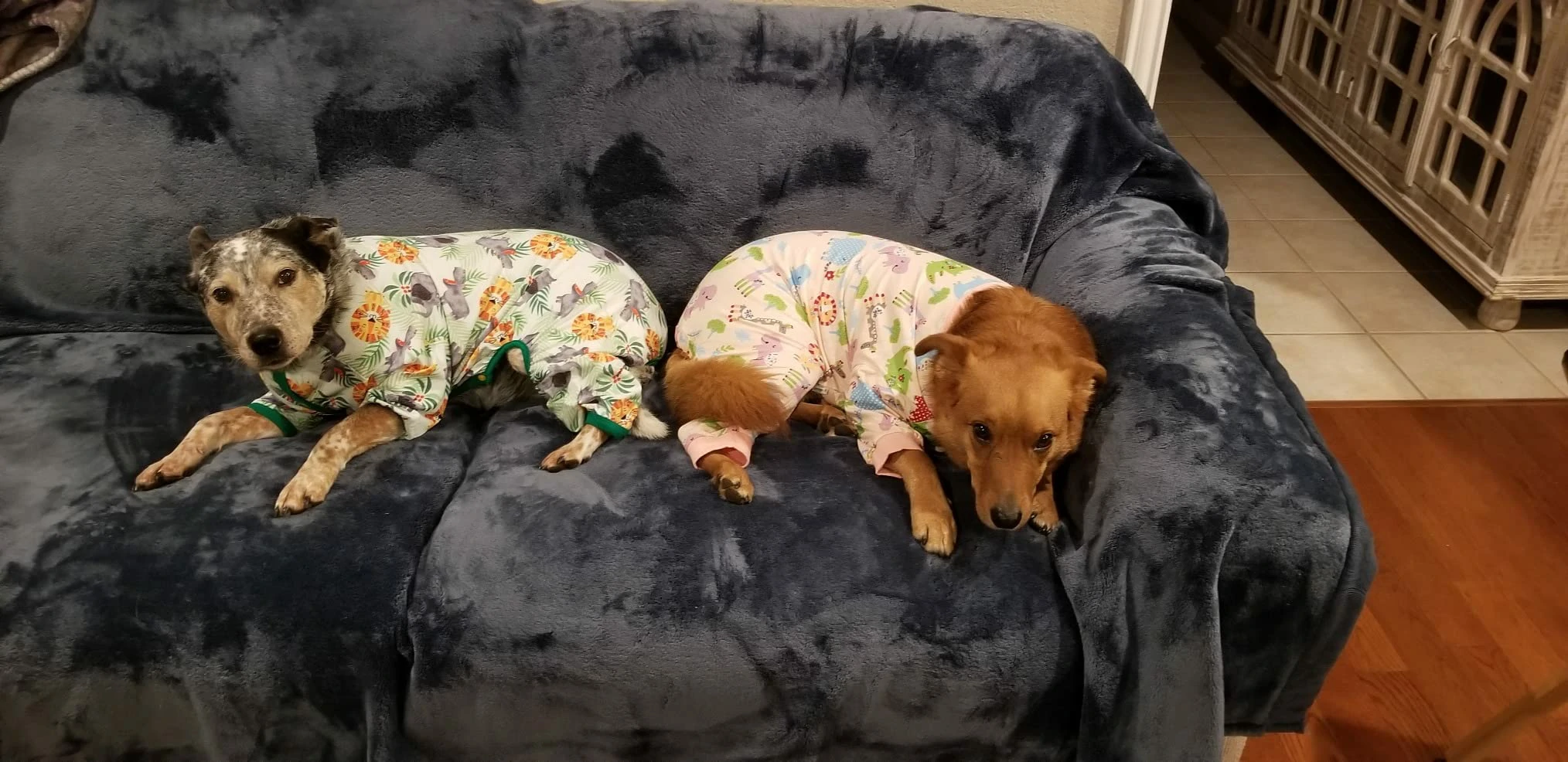 Two dogs lying on a navy blue couch, each wearing different patterned pajamas&mdash;one with a jungle theme and the other with a pastel-colored animal design.