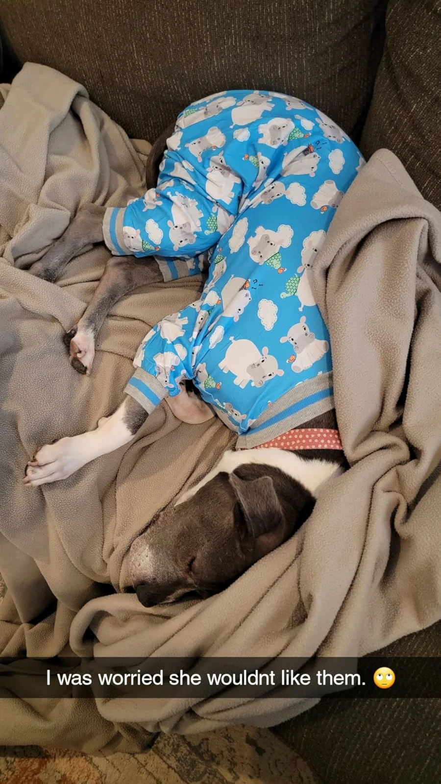 Grey dog curled up asleep on a blanket, dressed in blue pajamas featuring hippo illustrations.